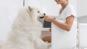 Báscula digital veterinaria la herramienta imprescindible para el cuidado de tu mascota