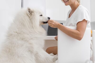 Báscula digital veterinaria la herramienta imprescindible para el cuidado de tu mascota