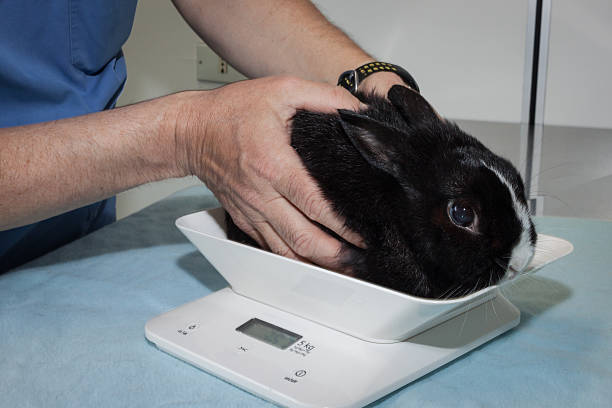 Características de las básculas digitales veterinarias
